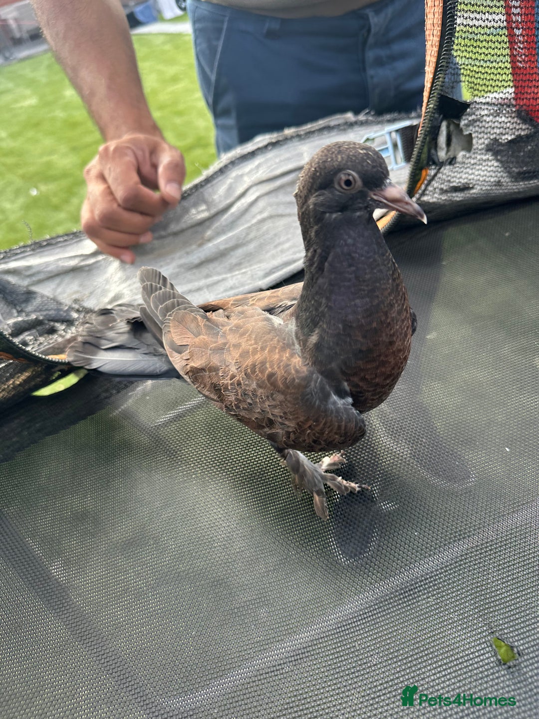 Pigeons birds for sale: 2 beautiful coloured pigeons  - Image 1