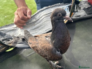 Pigeons birds - Advert 18