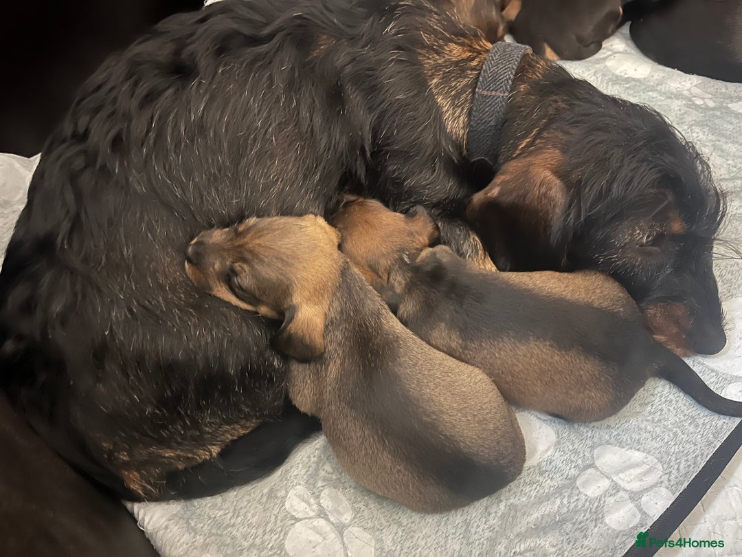 Mixed Breed dogs for sale: 8 beautiful dashaund X Jack Russel puppies  - Image 13