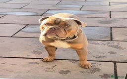 Olde English Bulldogge dogs for stud: 💥olde English bulldog stud💥 - Image 5