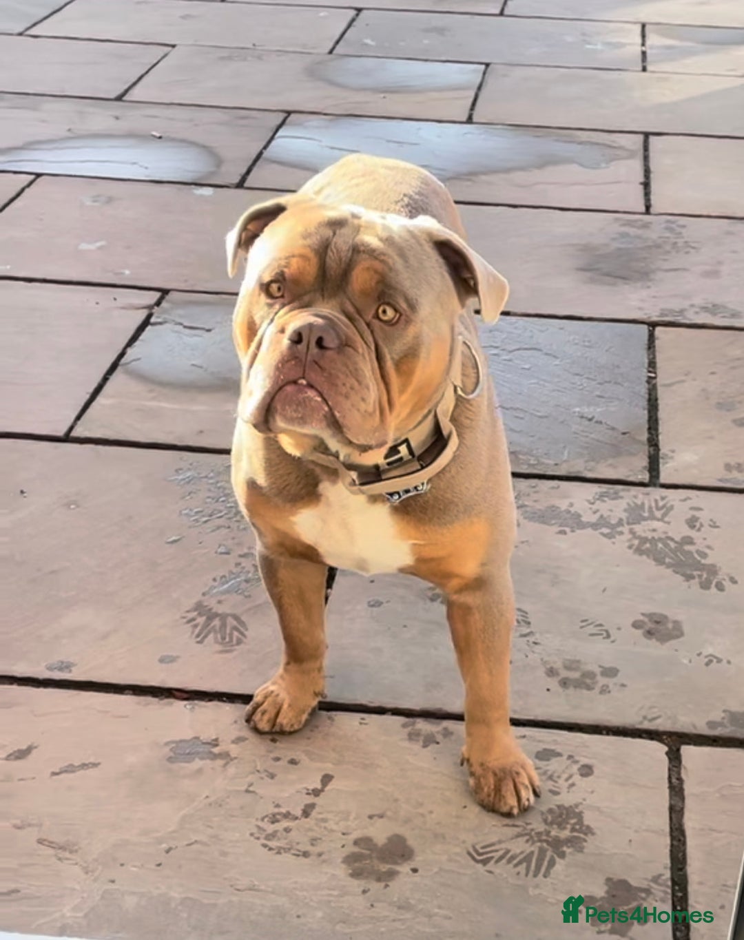 Olde English Bulldogge dogs for stud: 💥olde English bulldog stud💥 - Image 5
