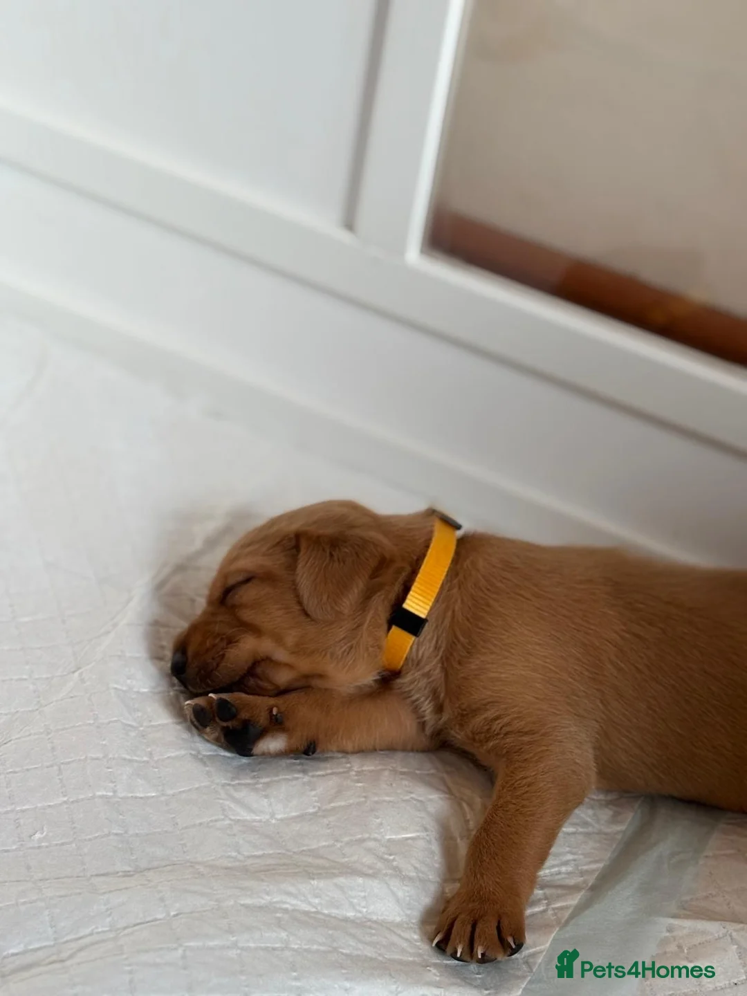 Labrador Retriever dogs for sale: KC Fox Red Labrador Retriever Puppies - Advert 23