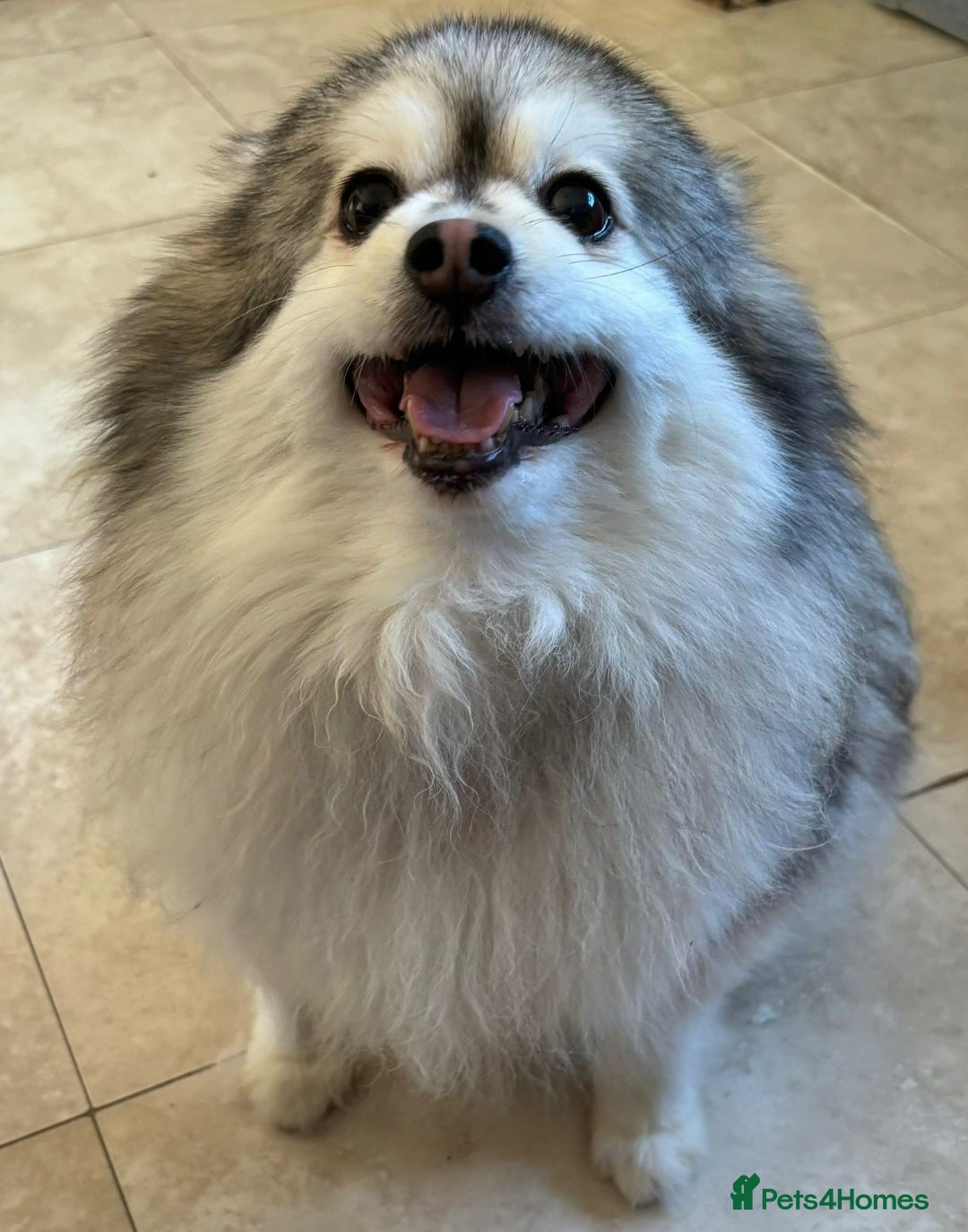 Pomeranian dogs for sale: Lovely mixed grey pomeranian male - Image 3