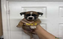 Mixed Breed dogs for sale: Beautiful mastiff cross pups - Image 28