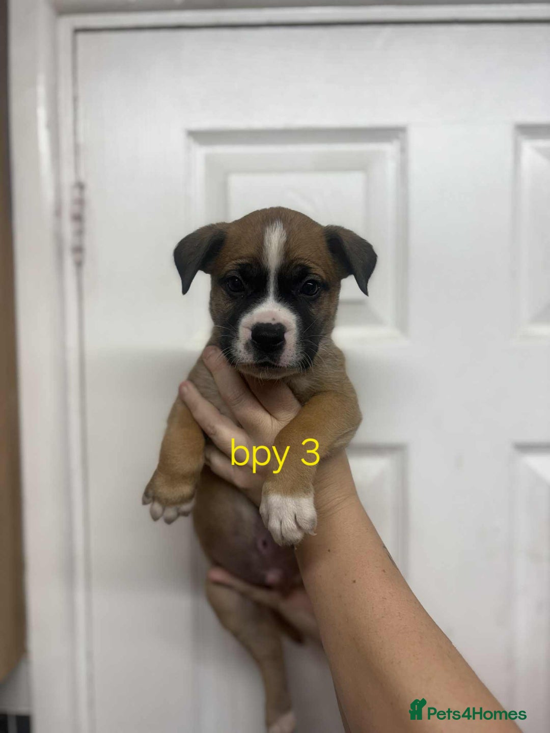 Mixed Breed dogs for sale: Beautiful mastiff cross pups - Image 28
