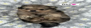 Pomeranian Puppy 1
