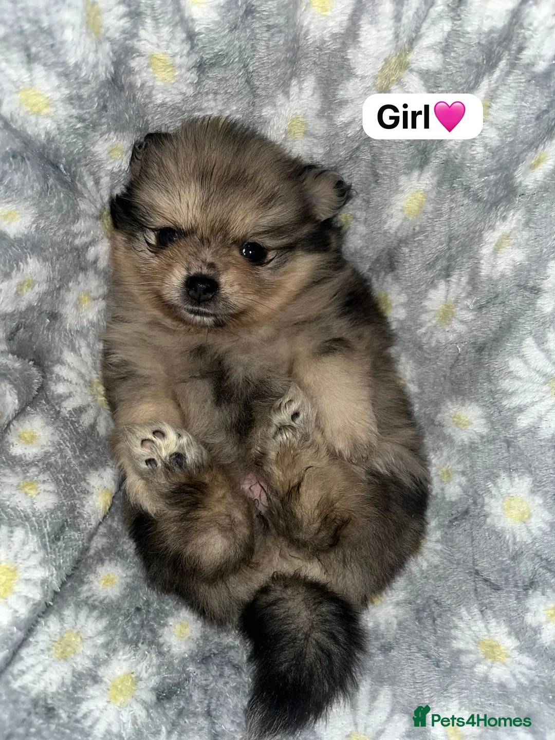 Pomeranian dogs for sale: Mini teddy Poms - Advert 1