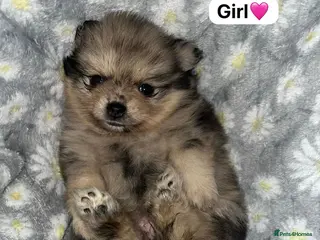 Pomeranian dogs Mini teddy Poms - Advert 1