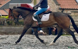 English Thoroughbred horses for sale: Sweet horse looking for solo home - Image 11
