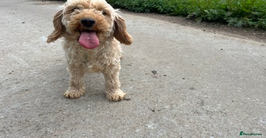 Mixed Breed dogs - Advert 16