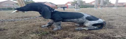 Mixed Breed dogs for sale: KC Basset Hound x KC German Shorthaired Pointer  - Advert 39