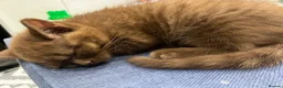 British Shorthair cats for sale: British Shorthair Kittens – Grey Girl & Brown Boy - Advert 8
