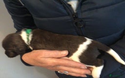 English Springer Spaniel dogs for sale: English Springer Spaniel Puppies KC Registered - Image 16