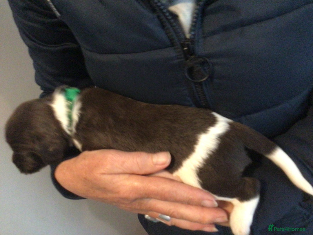 English Springer Spaniel dogs for sale: English Springer Spaniel Puppies KC Registered - Image 16