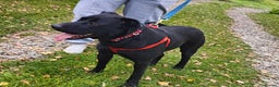 Mixed Breed dogs for adoption: ❤️NICOL❤️- Kind and Joyful 2-3 yo Labrador girl - Advert 9