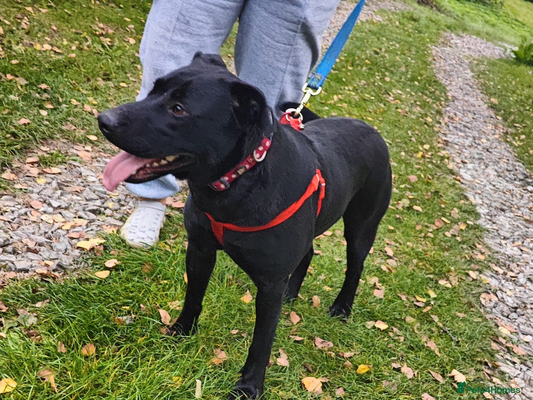 Mixed Breed dogs for adoption: ❤️NICOL❤️- Kind and Joyful 2-3 yo Labrador girl - Advert 9