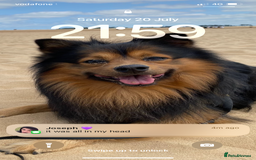 German Spitz dogs for stud: Free stud on conditions mentioned in description:) - Advert 5