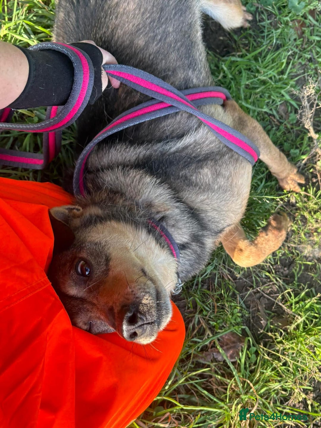 Mixed Breed dogs for adoption: Frannie - Norwich Norfolk  - Advert 4