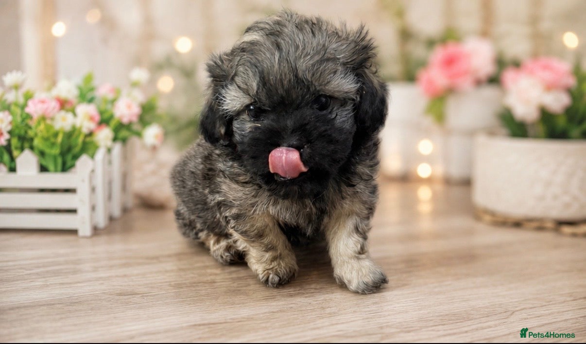 Mixed Breed dogs Peakapoo puppies 🐶  - Advert 2