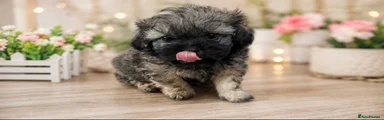 Mixed Breed 3