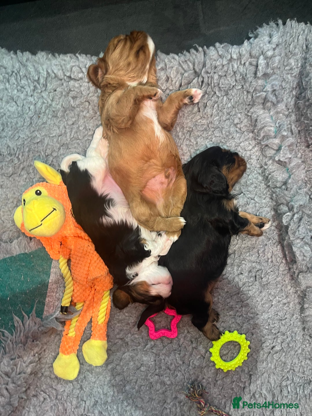 Cavalier King Charles Spaniel dogs for sale: Extensively health tested KC reg cavalier boys - Advert 2