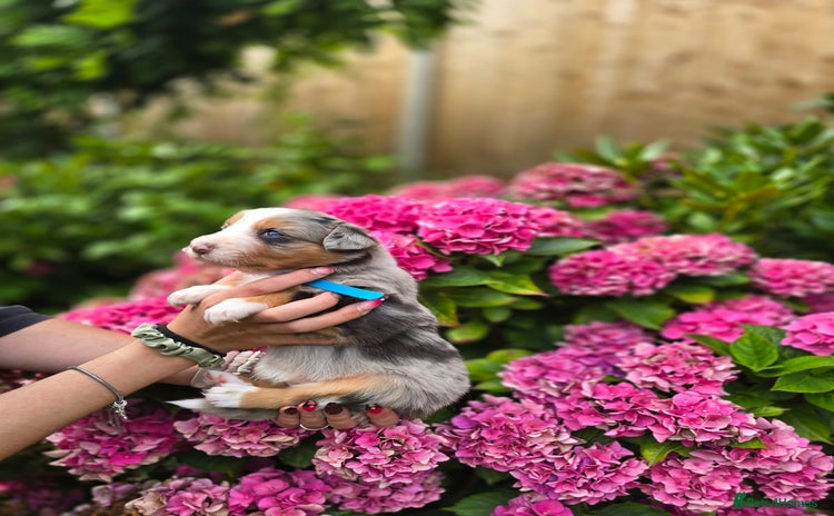 Border Collie dogs - Advert 2
