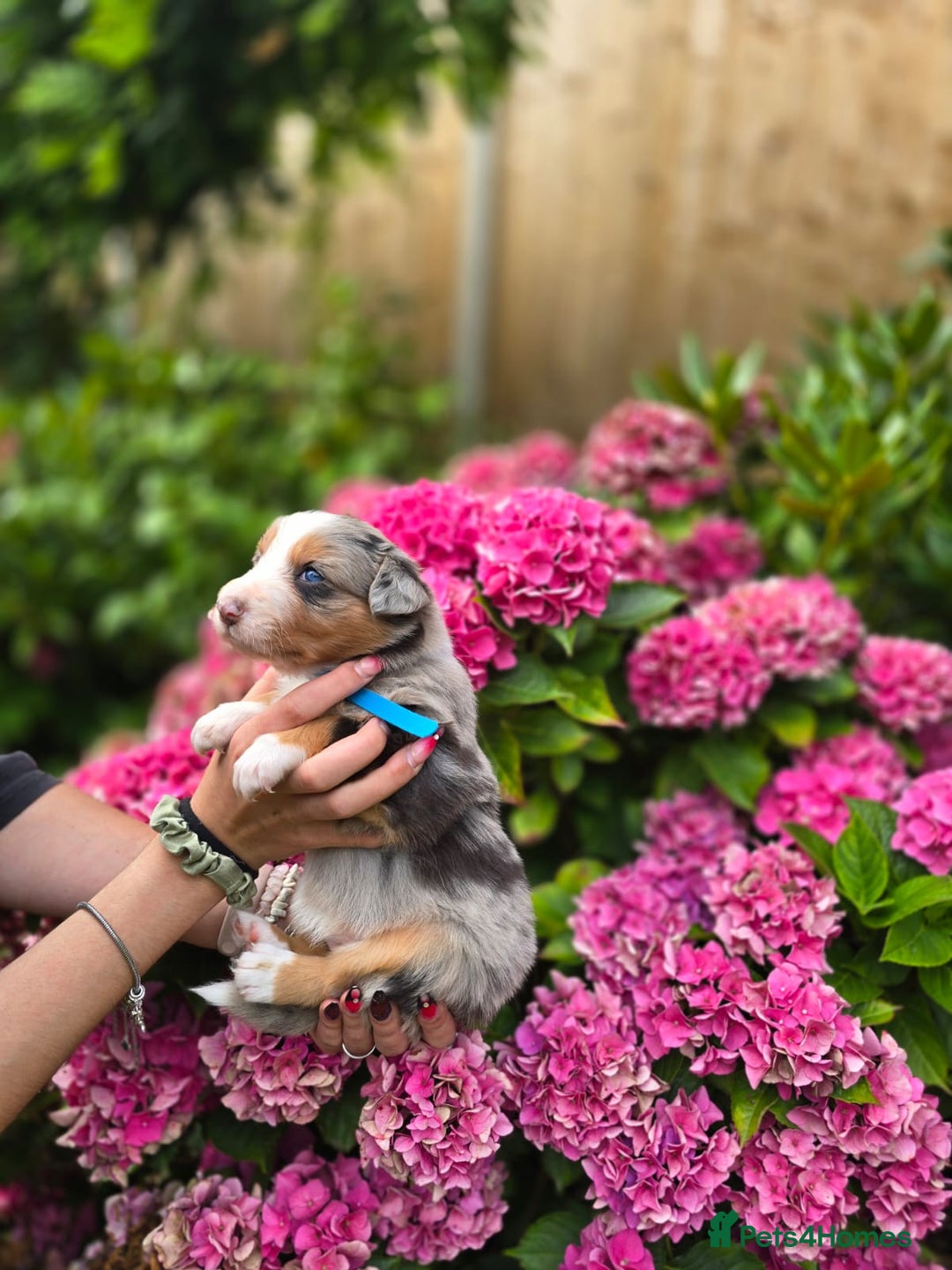 Border Collie dogs for sale: Border collie puppies tri-color blue merles  - Image 1