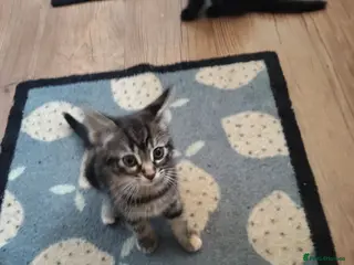 Mixed Breed cats 3 Little Kittens for sale - Advert 1