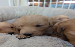 Golden Retriever dogs for sale: Beautiful Golden retriever puppies  - Image 6