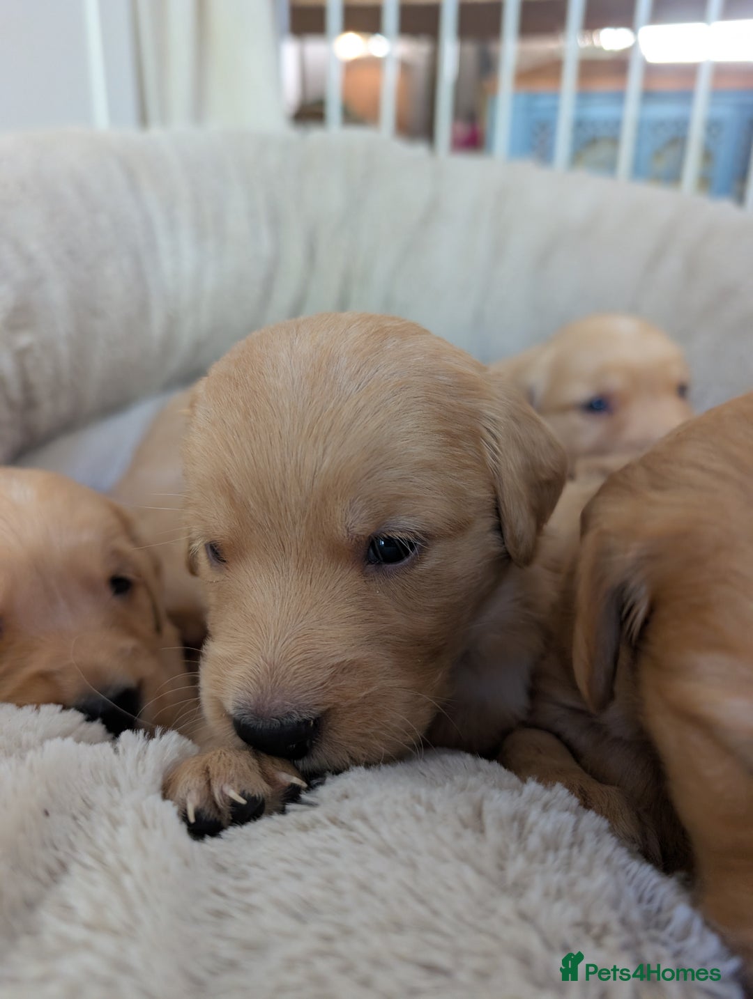 Golden Retriever dogs for sale: Beautiful Golden retriever puppies  - Image 6