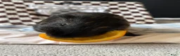 Guinea Pig rodents for sale: 2 bonded board with all supplies in ELY - Advert 10