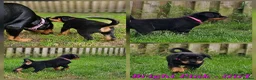 Rottweiler dogs for sale: Champion Bloodline German Rottweiler Puppies - Advert 22