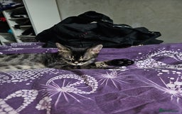 Bengal cats for sale: Bengal cross f kitten almost 6 months old - Image 1