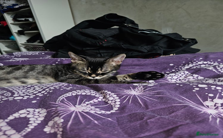 Bengal cats - Advert 12