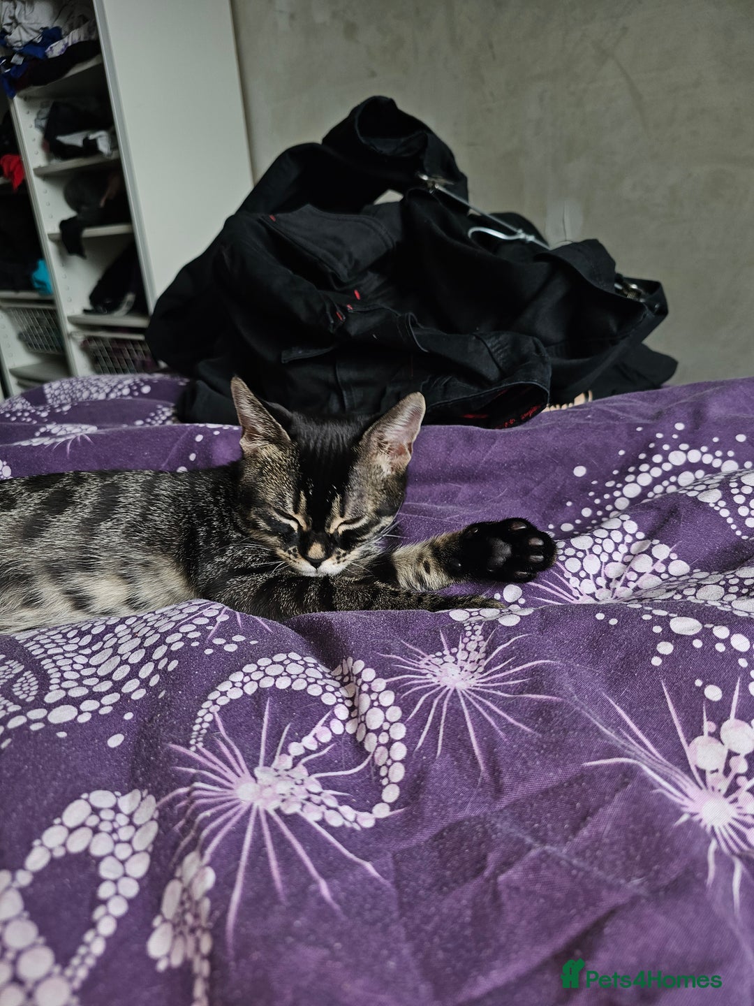 Bengal cats for sale: Bengal cross f kitten almost 6 months old - Image 1