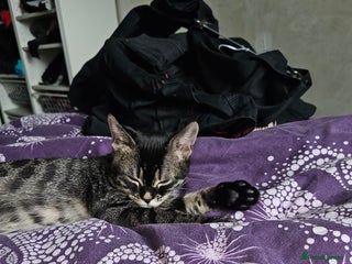 Bengal cats - Advert 16