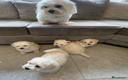 Maltipoo dogs for sale: Maltipoo puppy’s 🐾  - Image 3