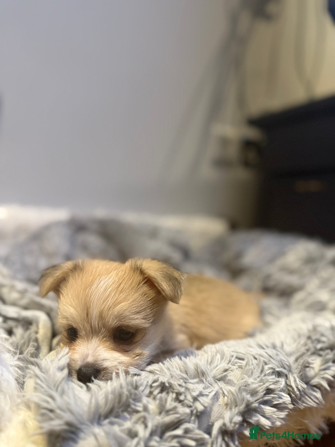 Mixed Breed dogs for sale: Unique mix - Maltese x JackChi Puppies - Advert 10