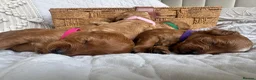 Cavapoo dogs for sale: Beautiful Red Cavapoo Puppies - Advert 11