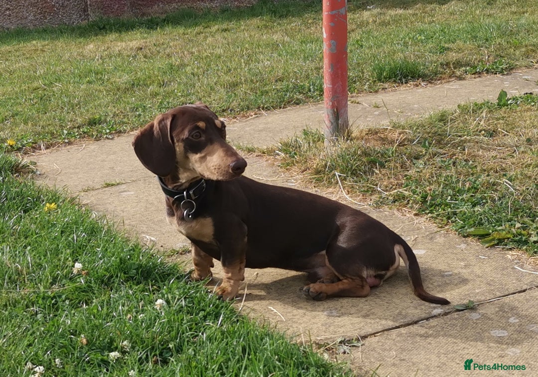 Miniature Dachshund dogs for stud: Harley (kleinartemis Apollo) KC NAME in Glasgow - Advert 9