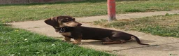 Miniature Dachshund dogs for stud: Harley (kleinartemis Apollo) KC NAME in Glasgow - Advert 9