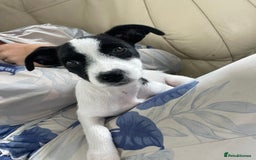 Jack Russell dogs for sale: 1 Beautiful Jack Russell Puppie Left in Worcester - Image 2