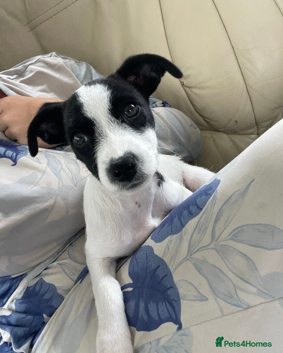Jack Russell dogs for sale: 1 Beautiful Jack Russell Puppie Left in Worcester - Image 2