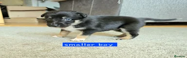 Border Collie Puppy 7