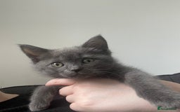 British Shorthair cats for sale: BTS x Ragdoll - Image 15