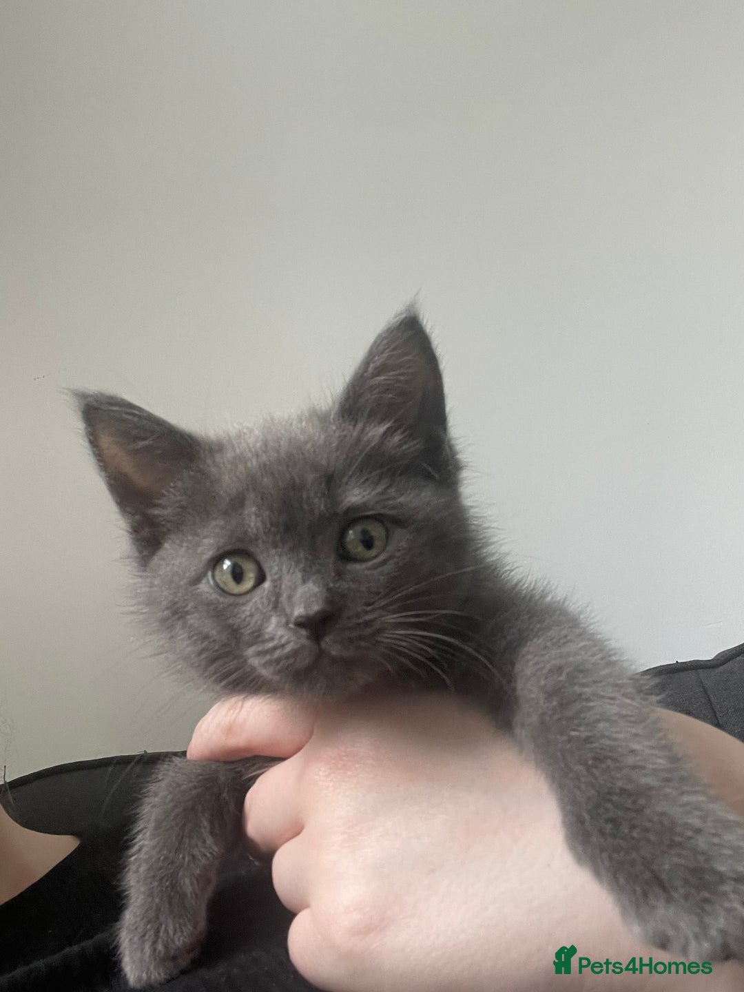 British Shorthair cats for sale: BTS x Ragdoll - Image 15