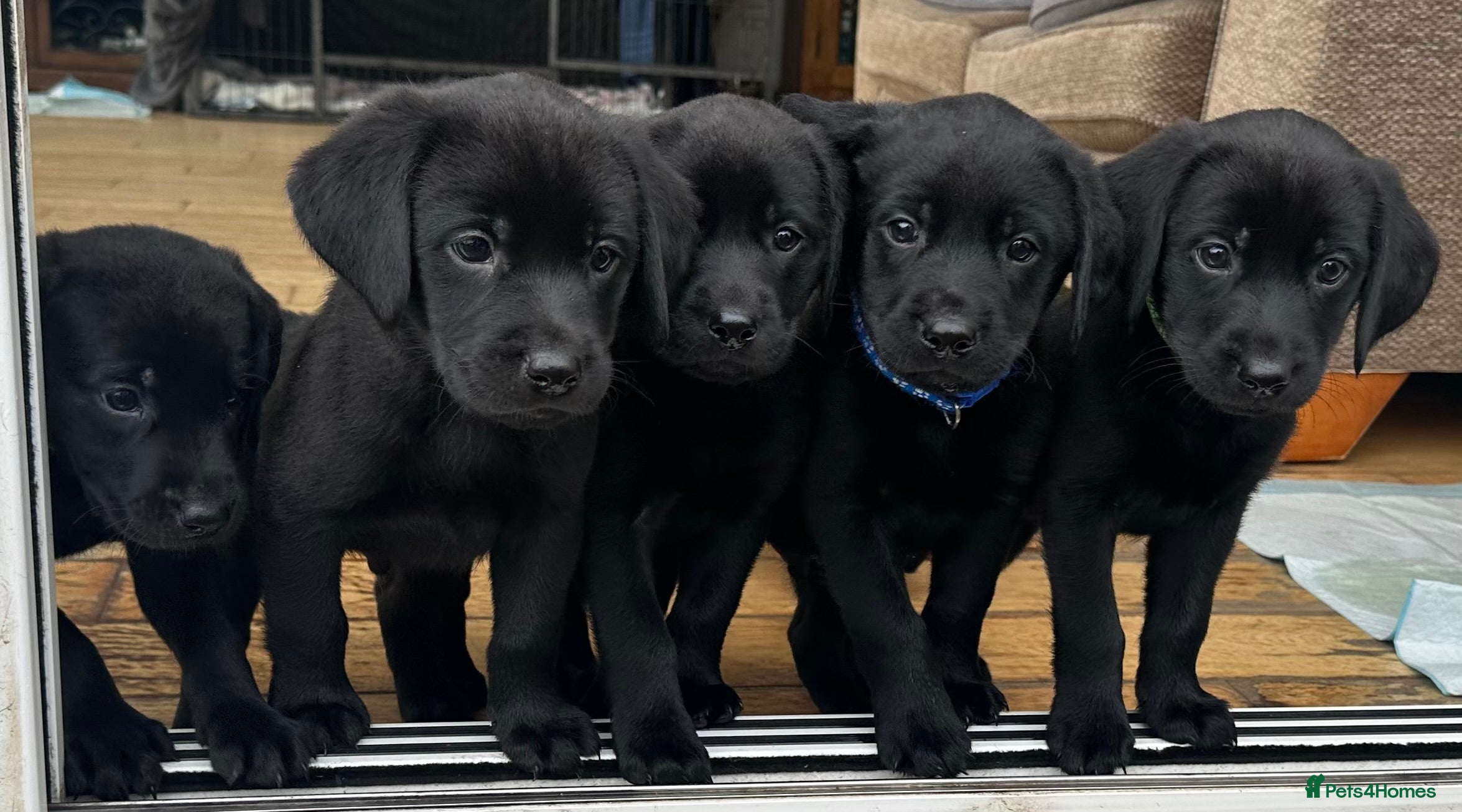Labrador Retriever dogs Last 2 stunning kc reg black labradors - Advert 11