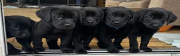 Labrador Retriever dogs for sale: Last 2 stunning kc reg black labradors - Advert 1