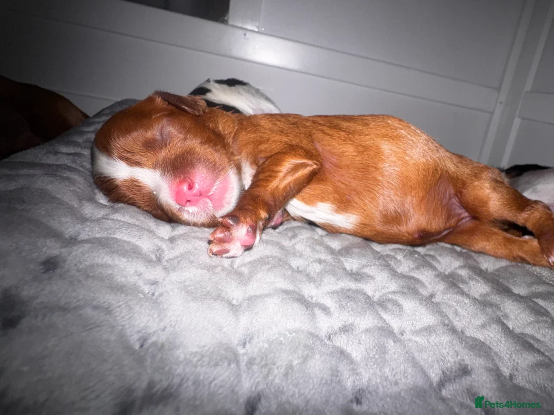 Cavalier King Charles Spaniel dogs for sale: Chocolate carriers ,Kc register , DNA tested - Advert 4