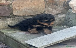 Cockapoo dogs for sale: Crazy Cockapoo puppies    - Image 7